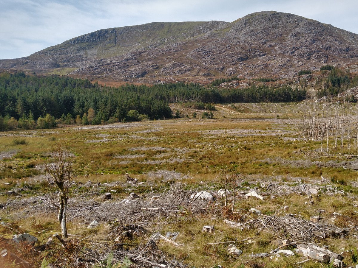 Post Banner - Rebuilding Welsh Woodlands - Cwm Mynach