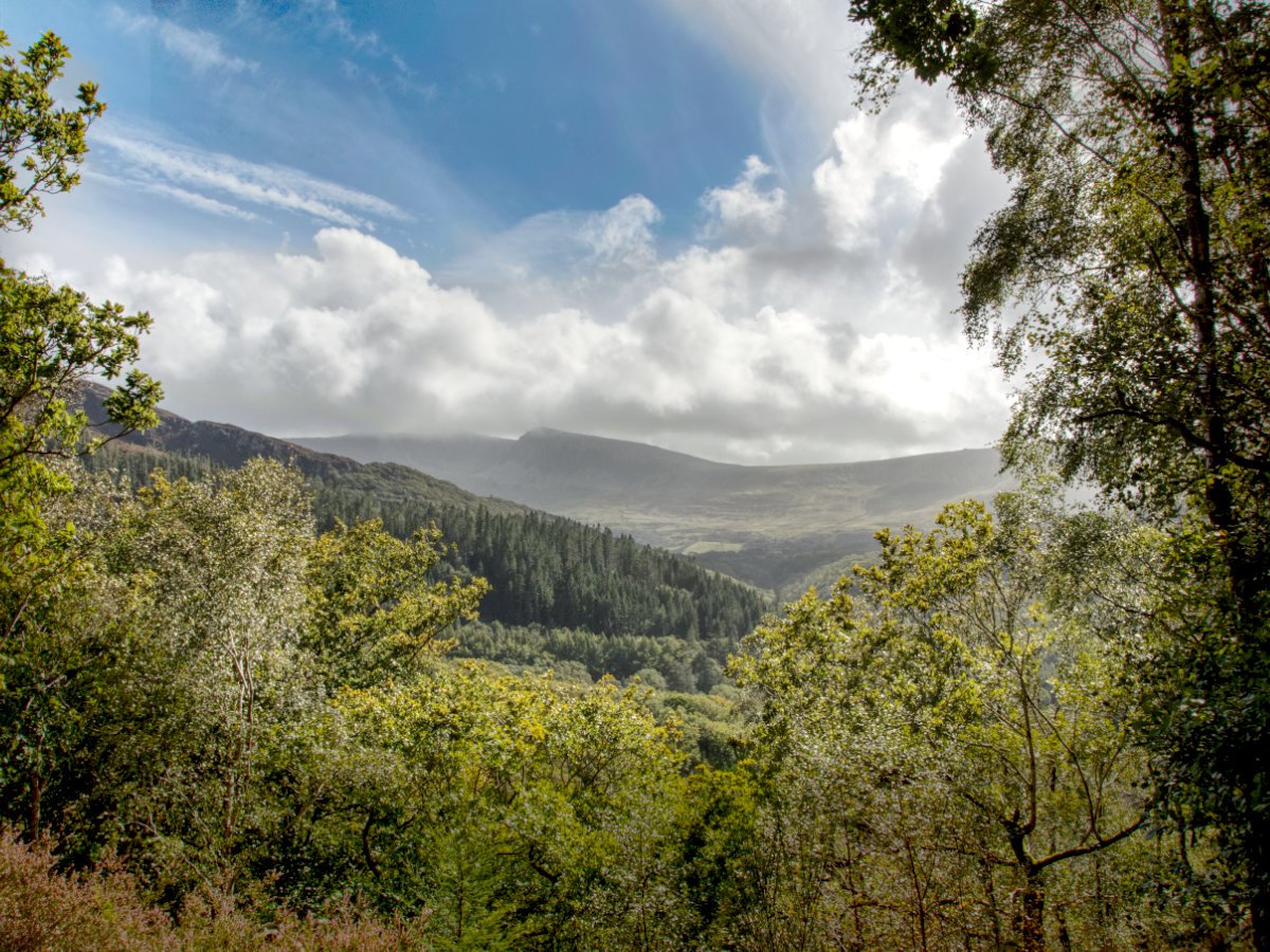 Post Banner - Coed Abergwynant Purple Path - a tucked away paradise on the Mawddach Trail