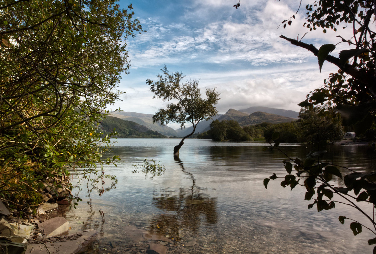 Higher Water at the tree