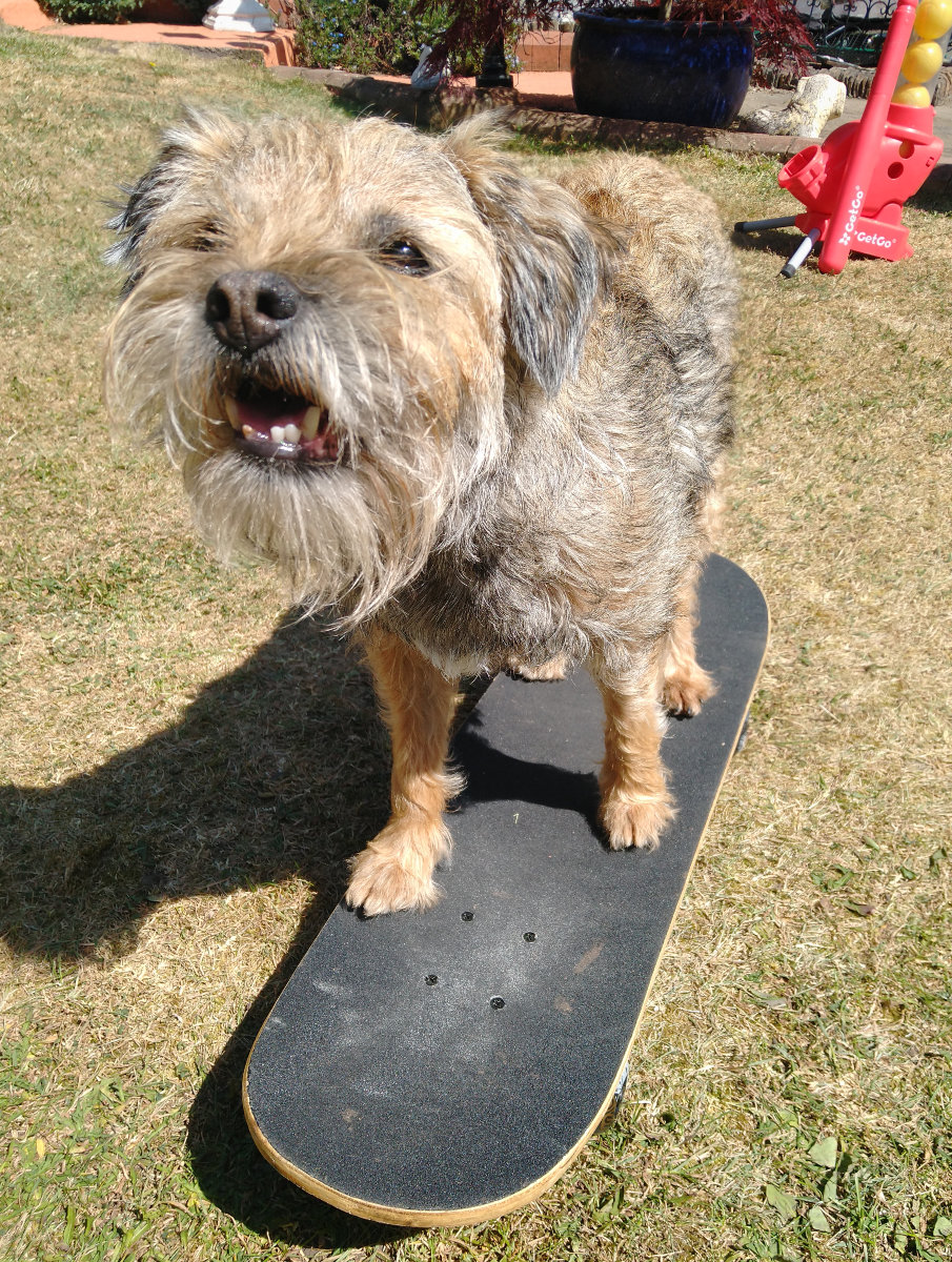 Skater Doggo