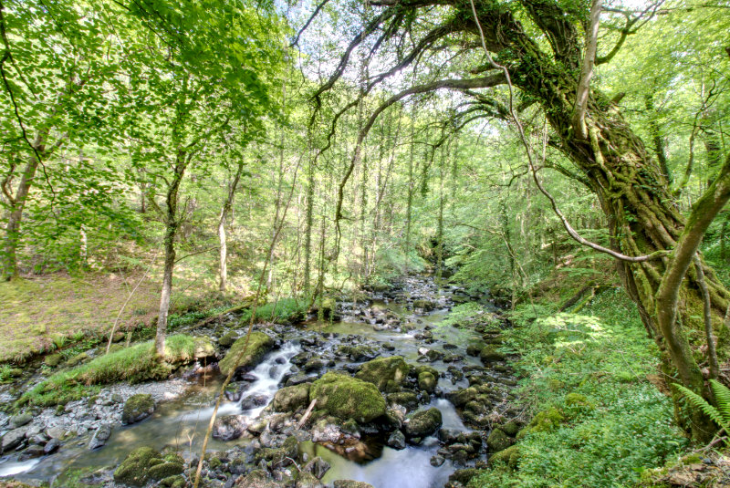 Vines dangle over the water