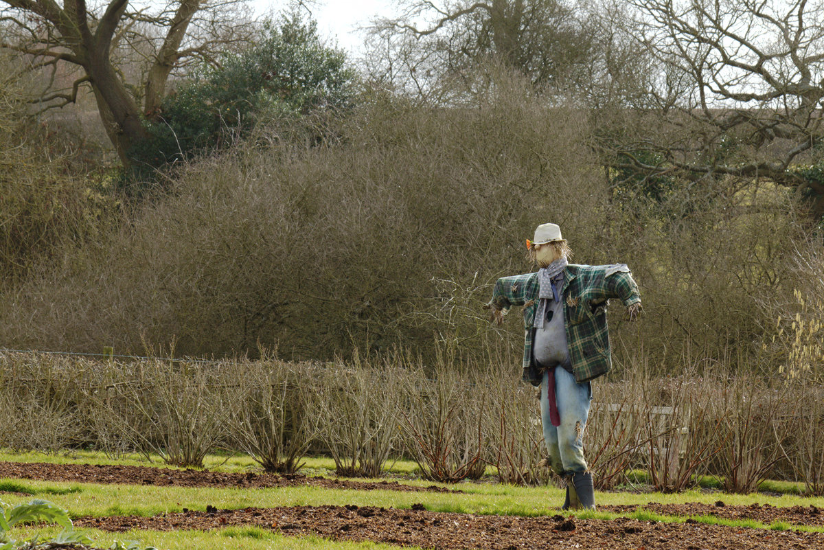 A scarecrow at work