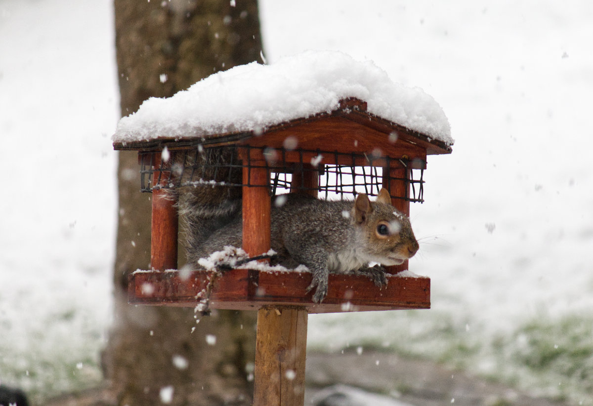 Sheltering from the snow