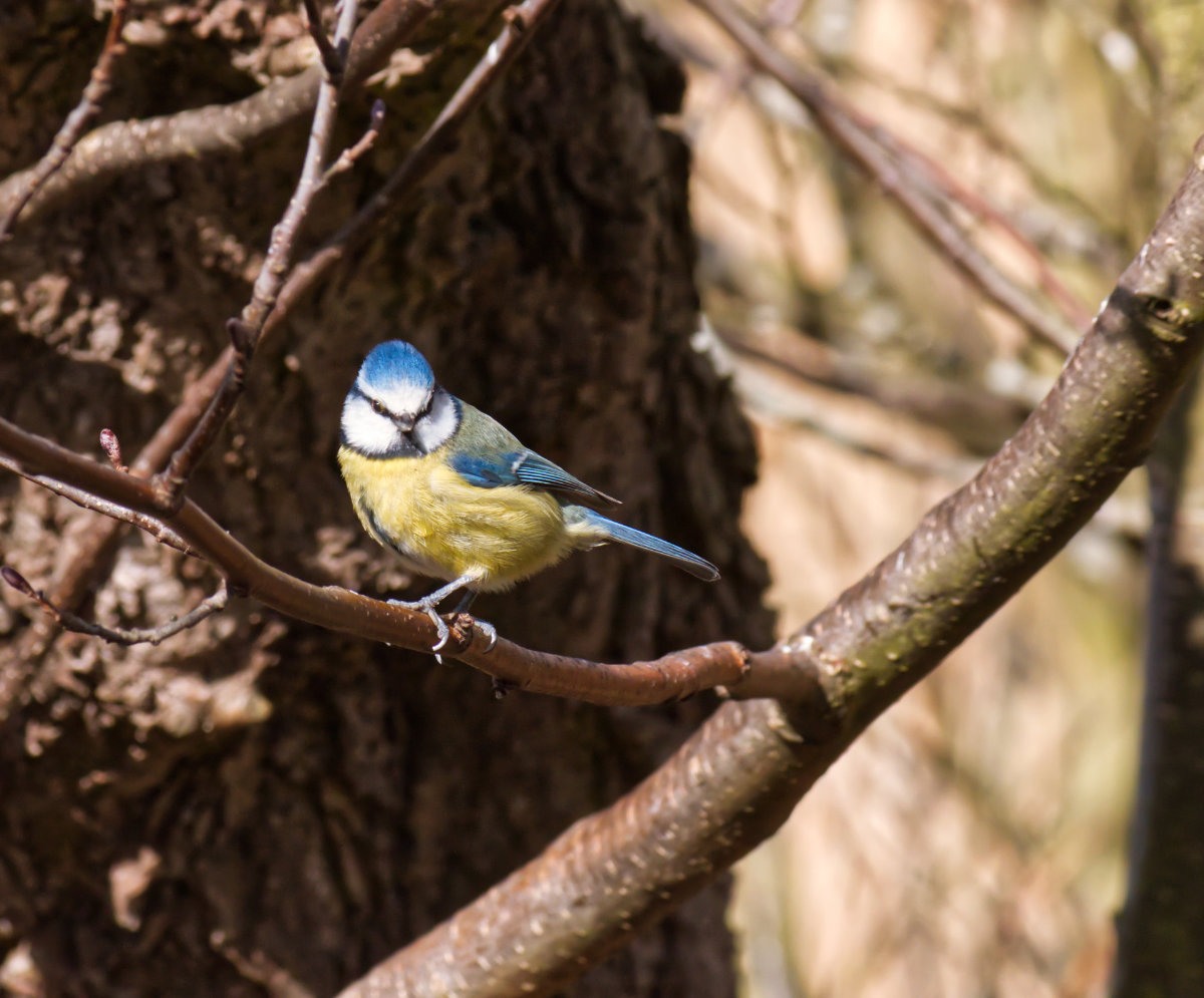 An adorable little blue tit