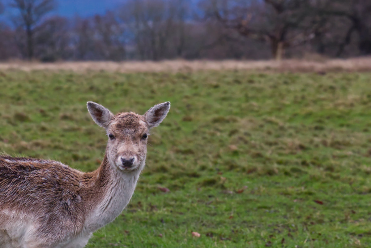 One frowny deer