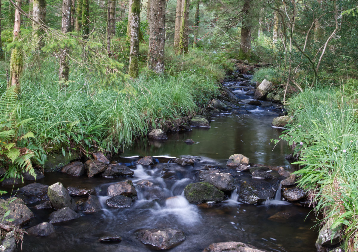 A lazy stream in the woods