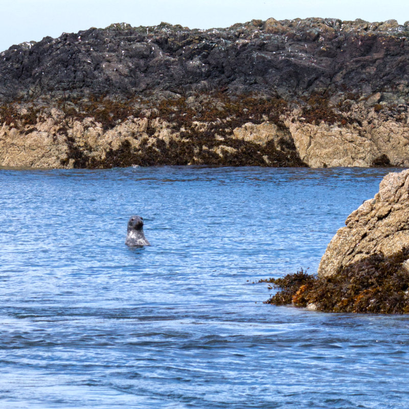 A curious little seal