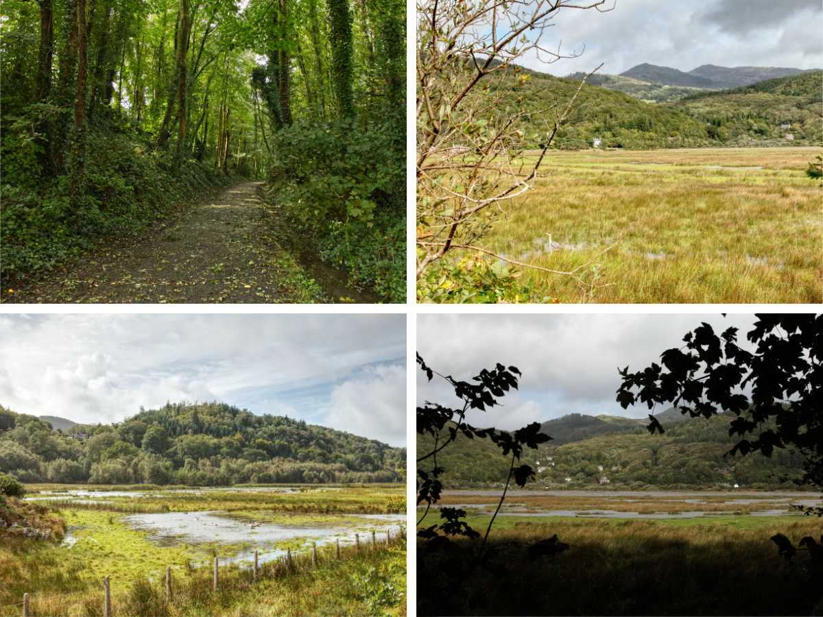 Walking the Mawddach Trail