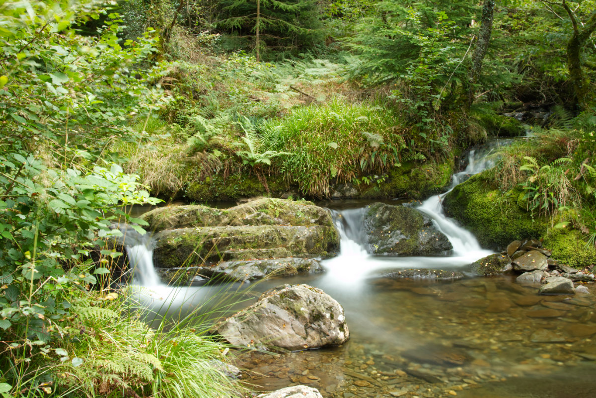 One of the many little cascades dotted throughout the forest