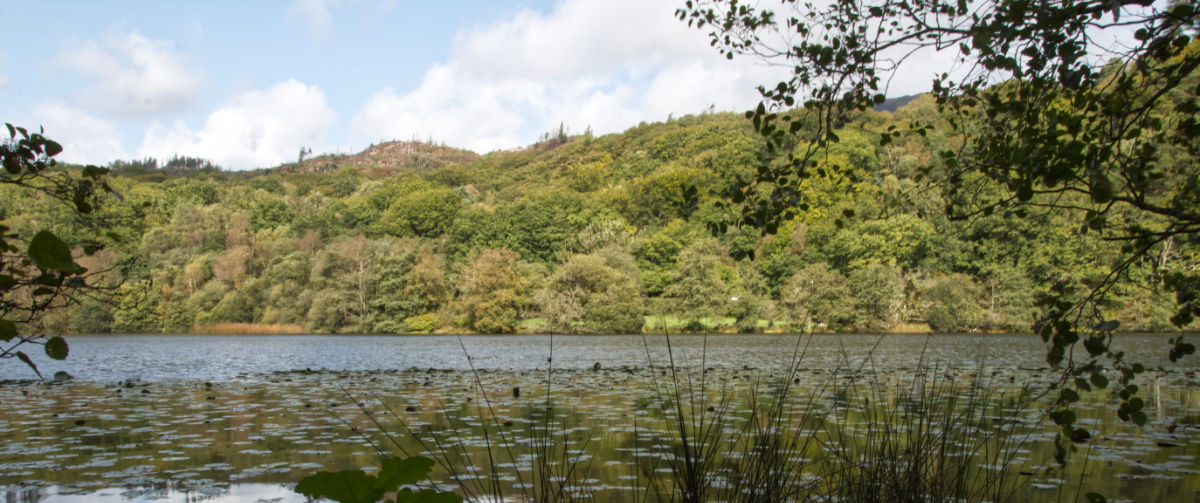 Plenty of viewpoints around Llyn Mair