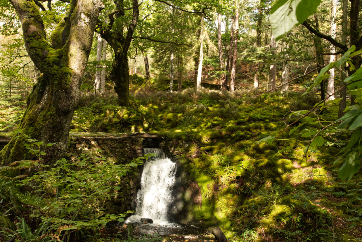 Lush green woodlands and more waterfalls