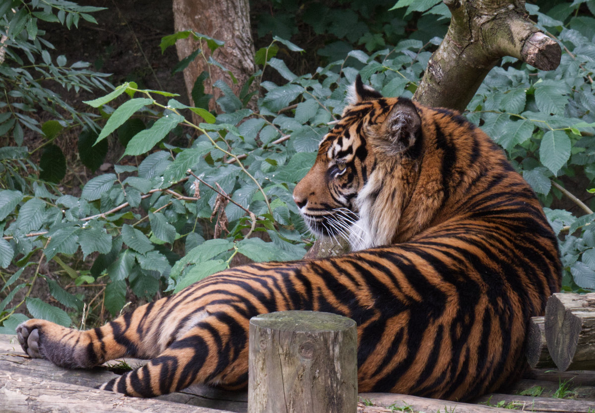 A tiger watches something