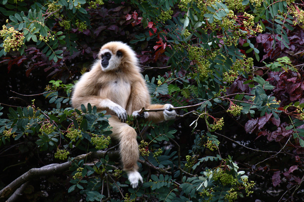 Gibbon in a tree