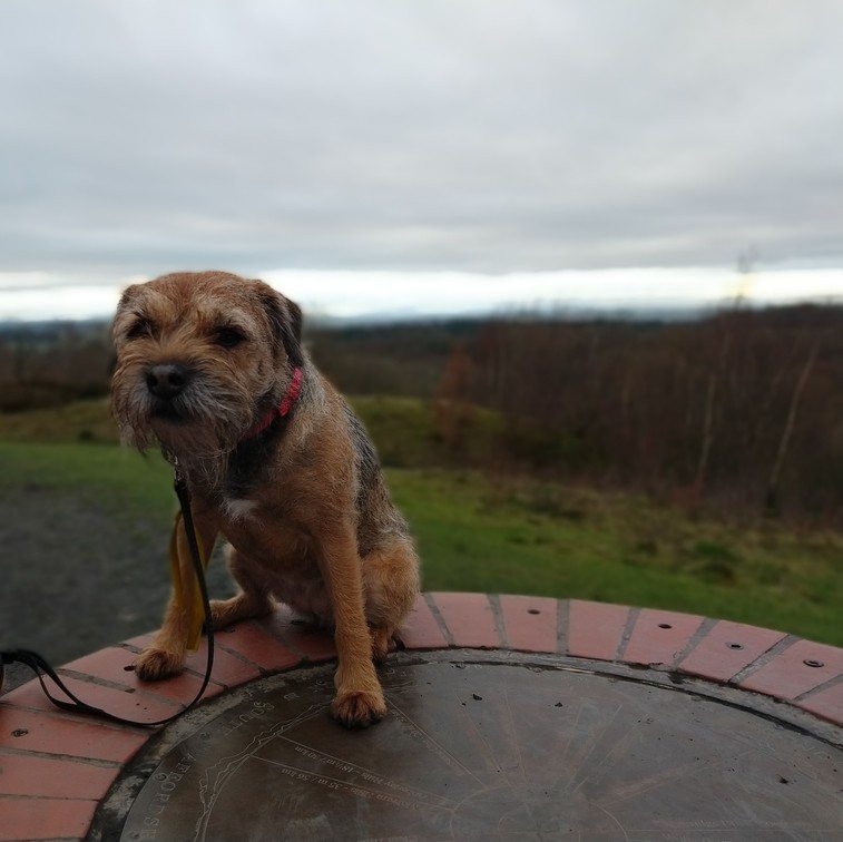 Border Terrier