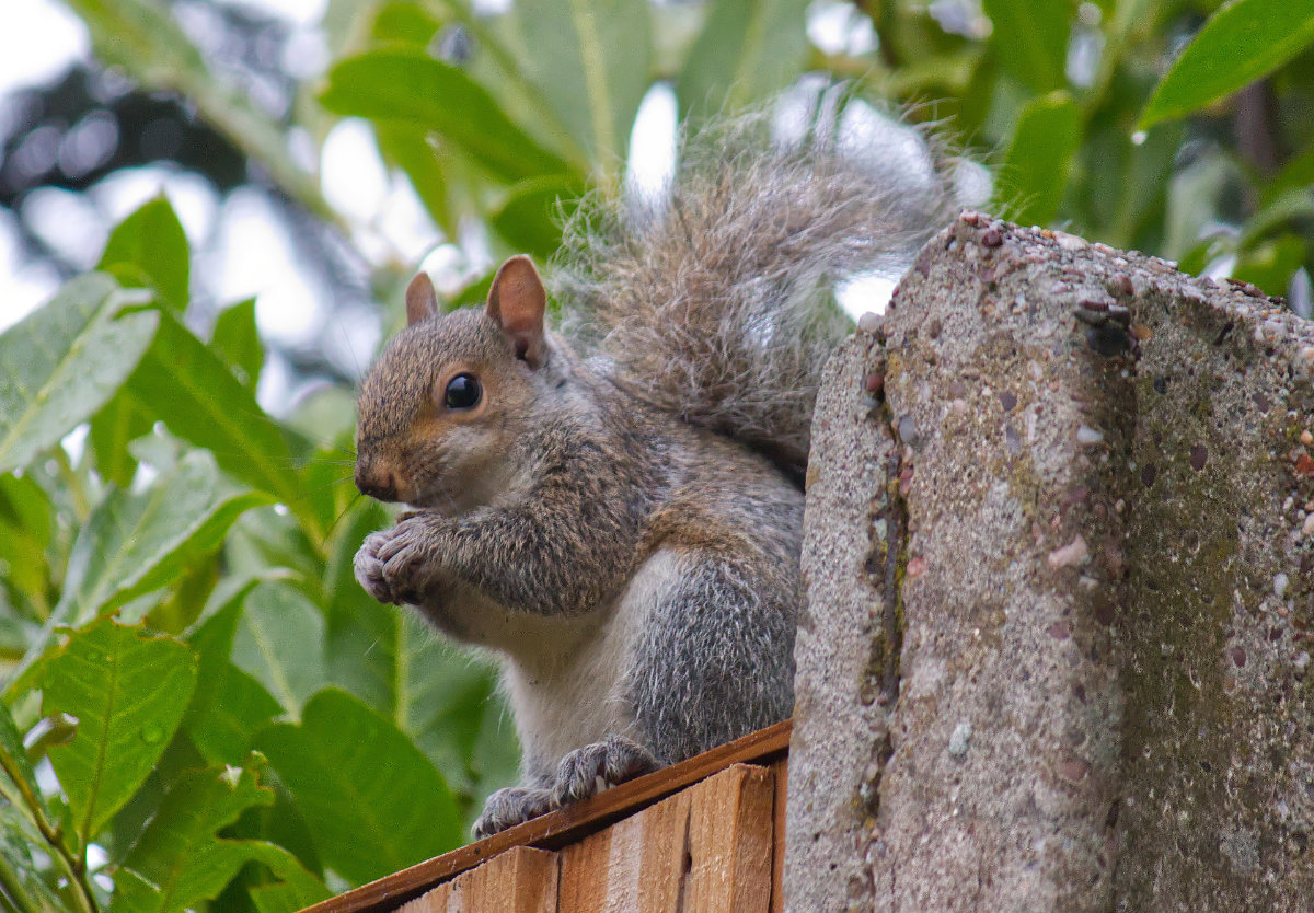 A squirrel posing with his hands together