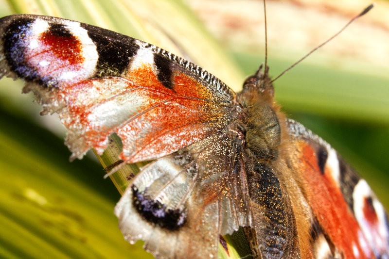 A glittery butterfly