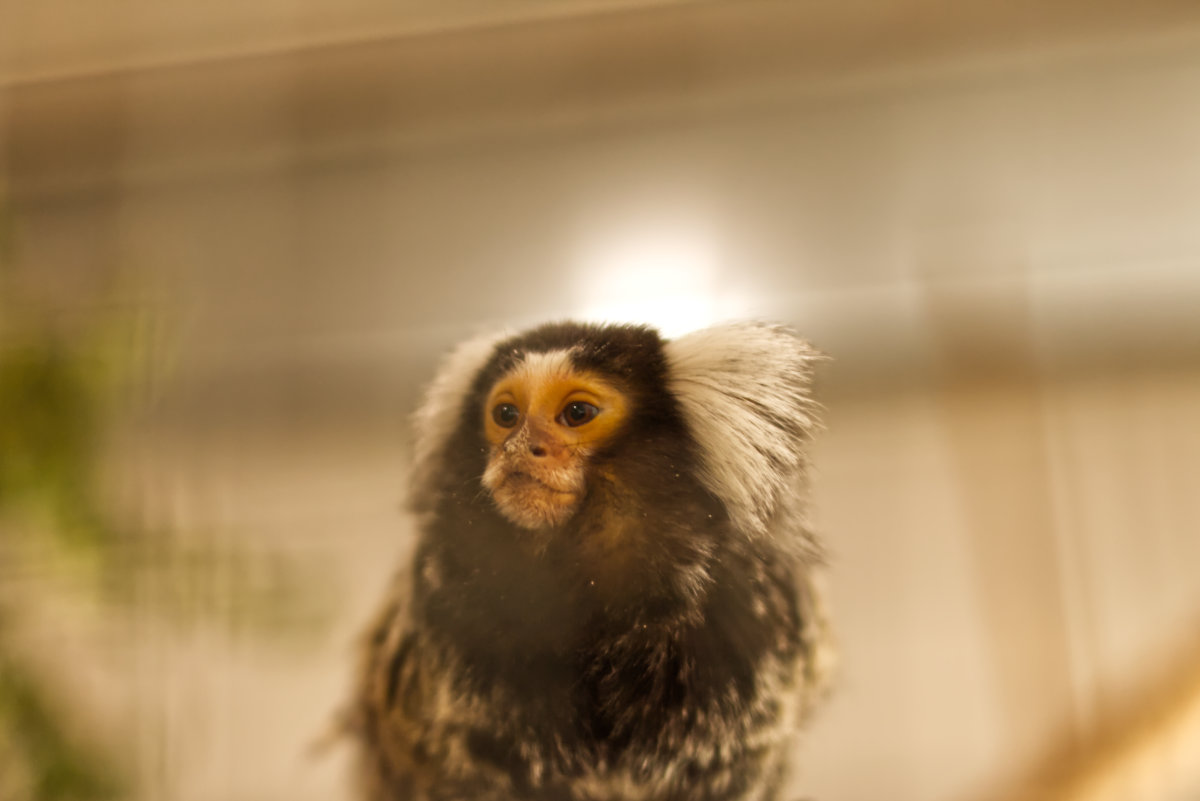 A marmoset!