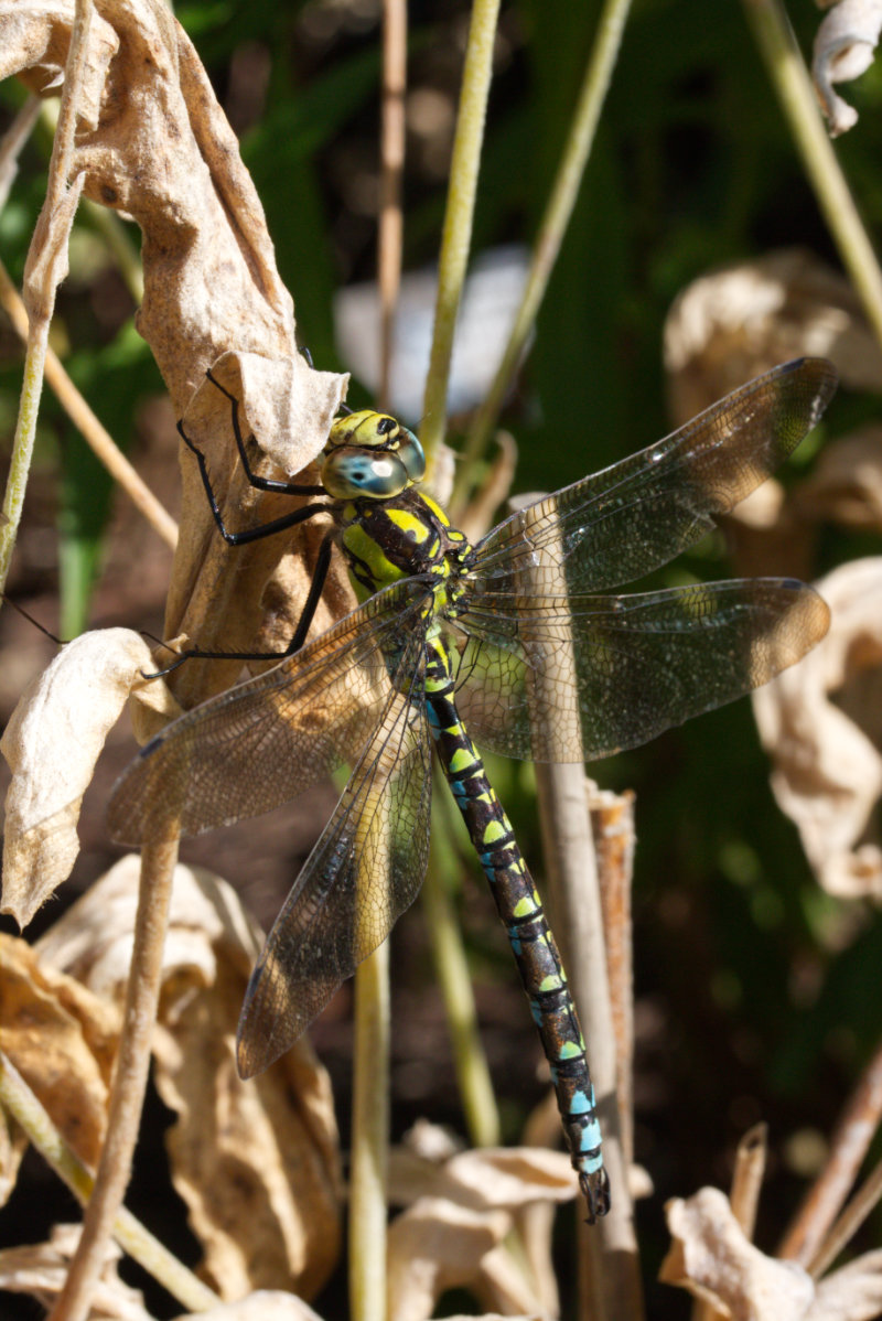 A dragonfly resting