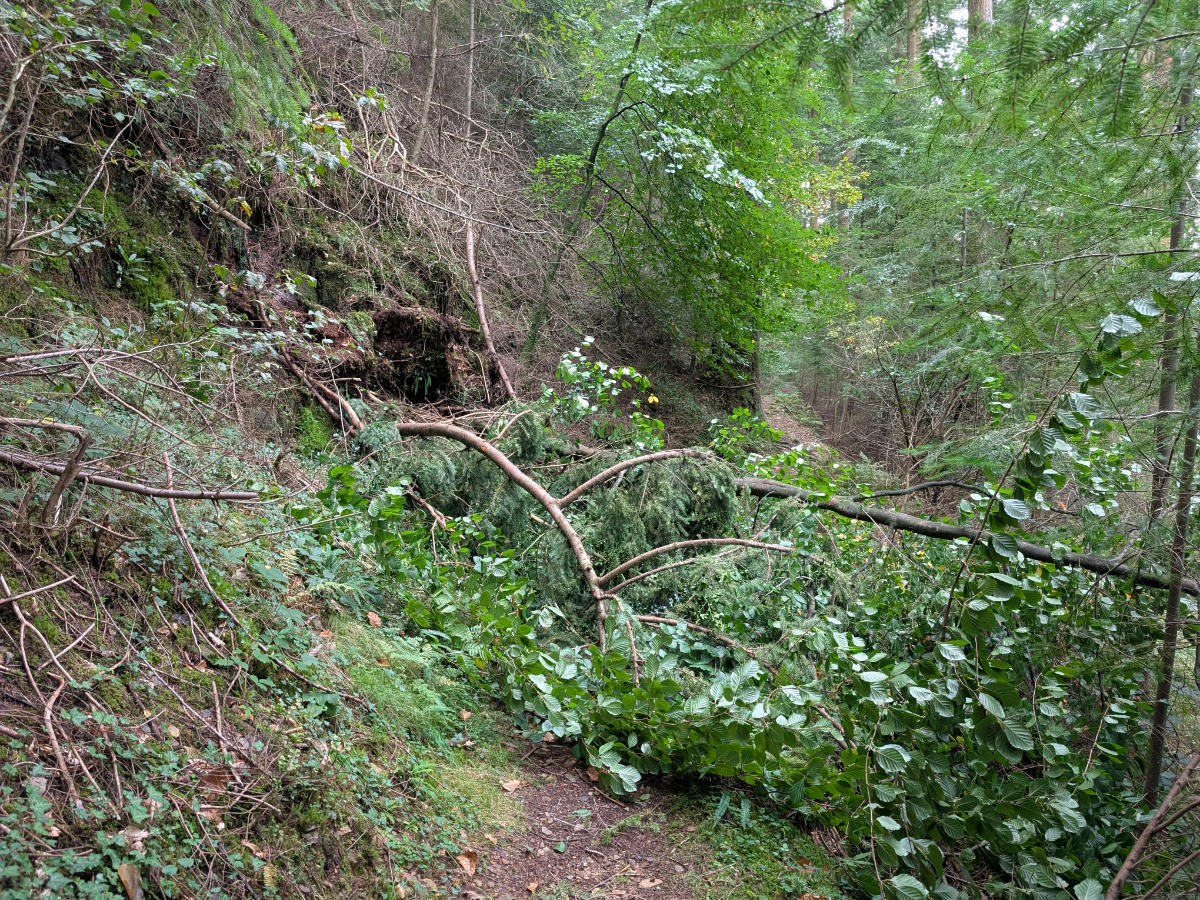 Luckily the tree was scalable for us!