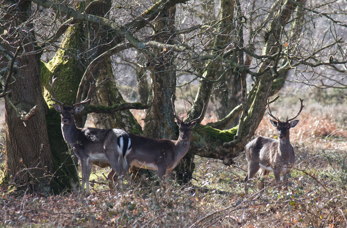 Three young males gathered under trees