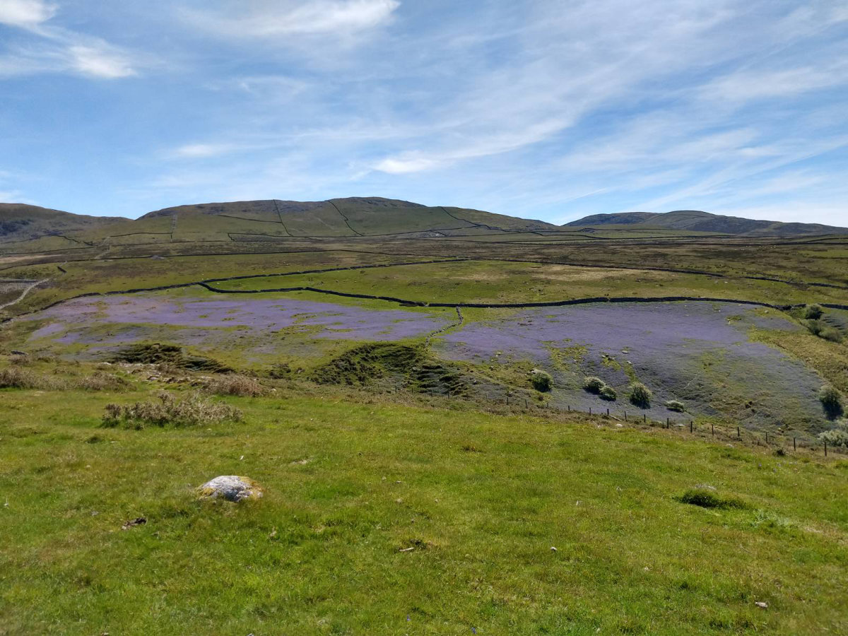 Bluebell field