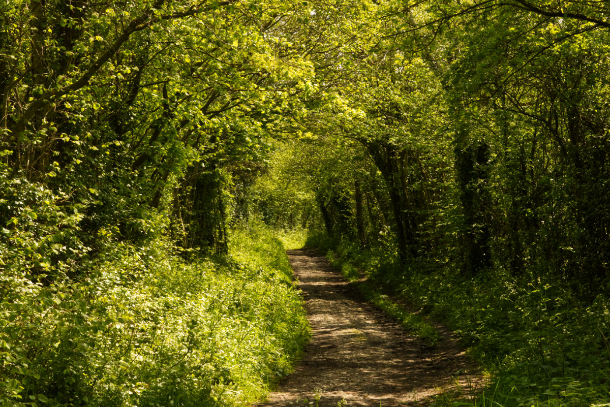 Approach woodland walk