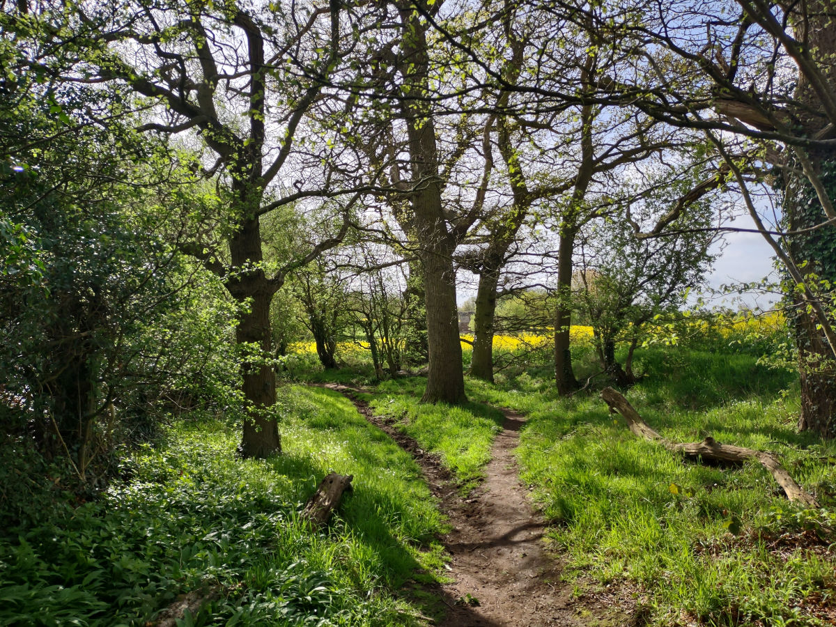 The woodlands walk